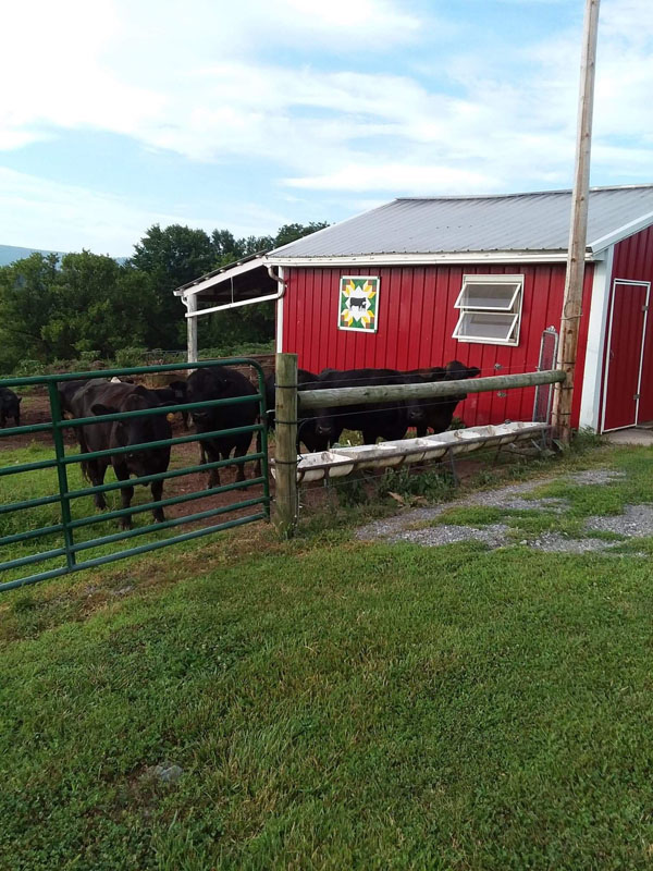 #203 Little Farm with Black Beauties